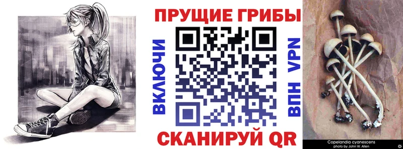 Псилоцибиновые грибы GOLDEN TEACHER  Купить  Калининск 